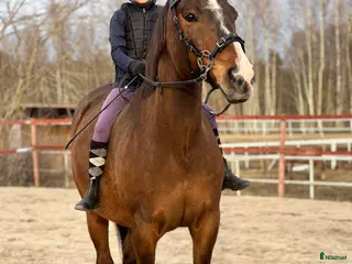 hästar Ridbar sällskapshäst i Alnö - Annons 3