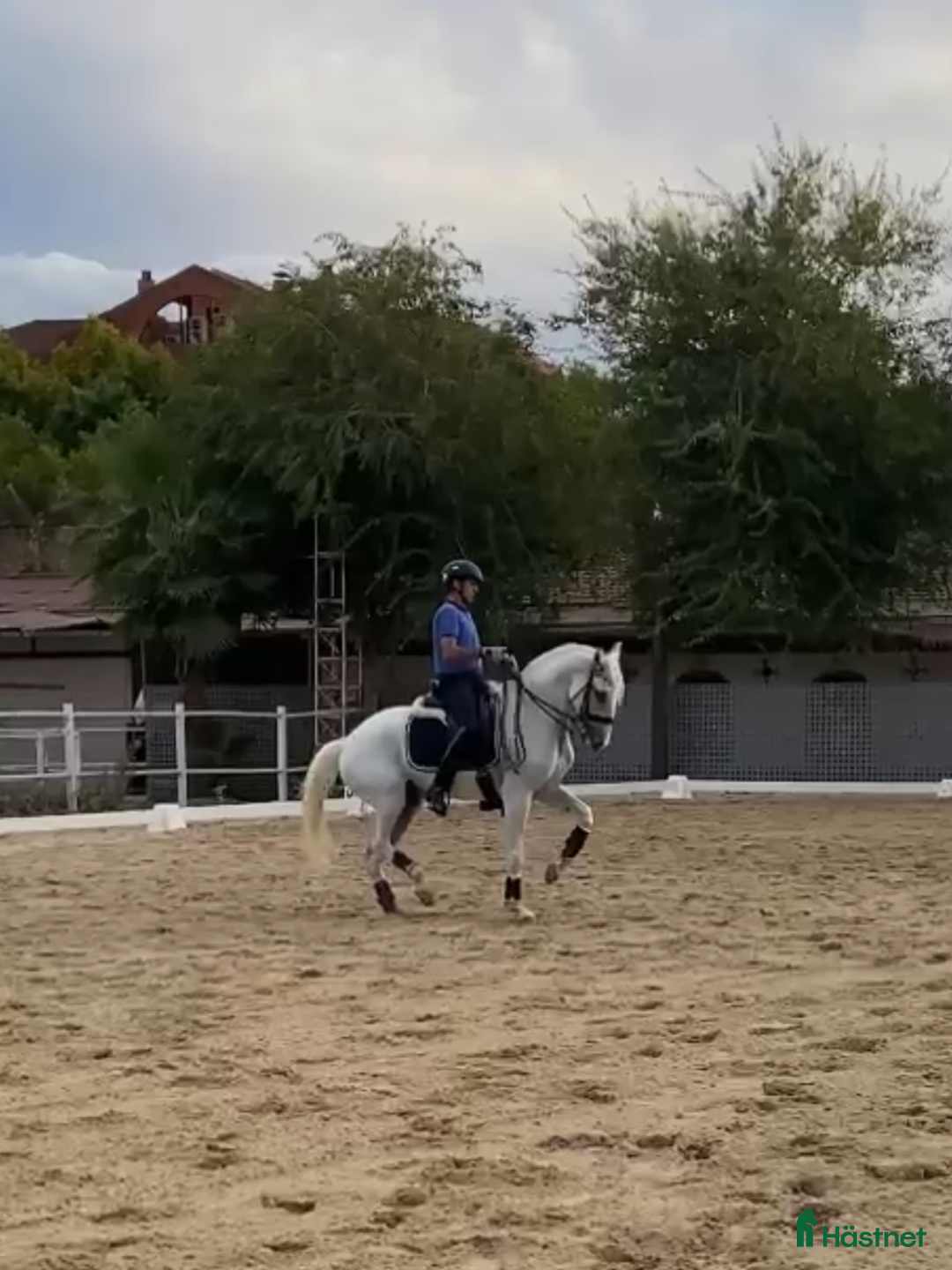 Dressyr hästar till salu: Etablerad Grand Prix valack i Coín - Annons 2