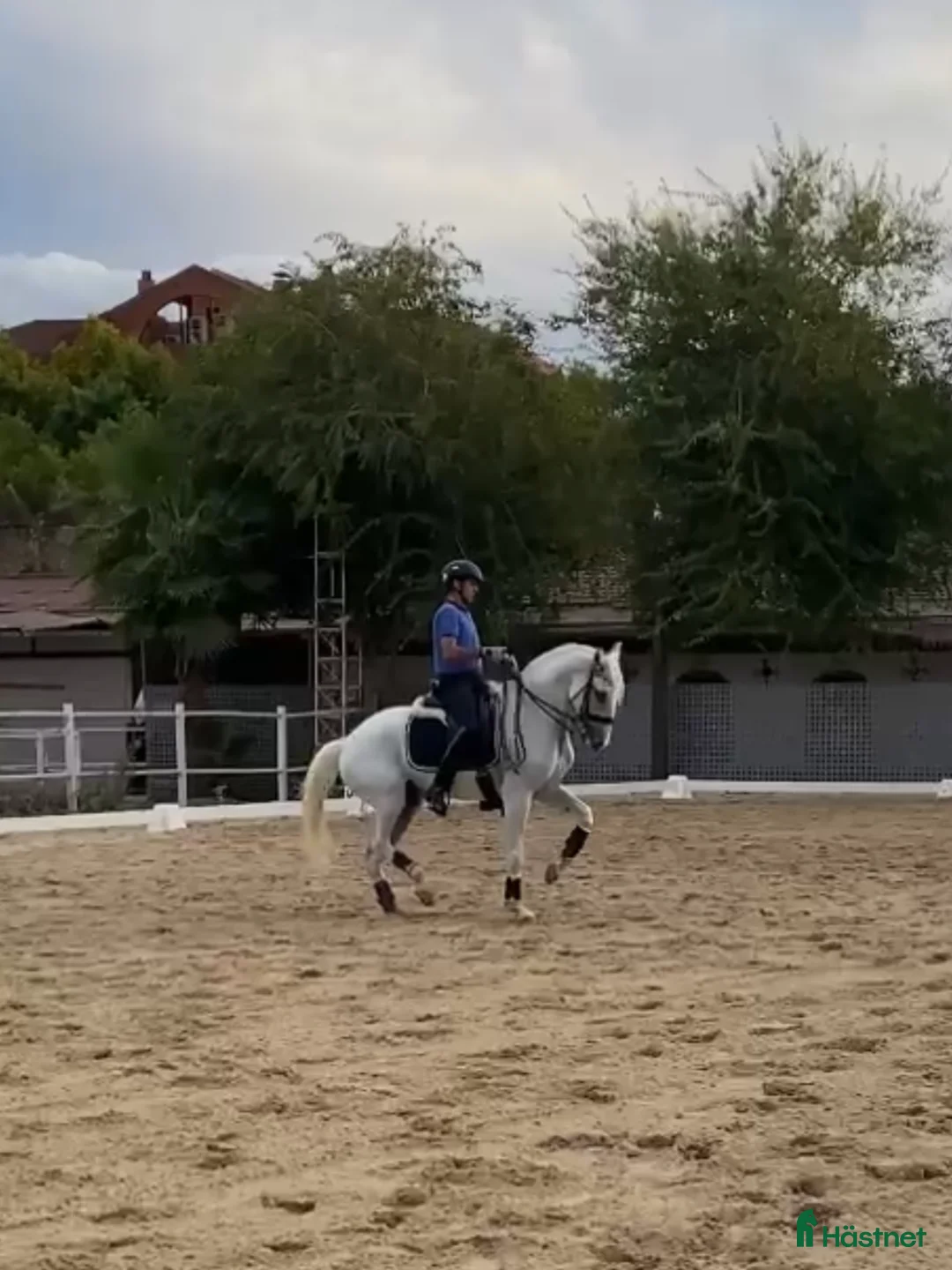 Dressyr hästar till salu: Etablerad Grand Prix valack i Coín - Annons 2