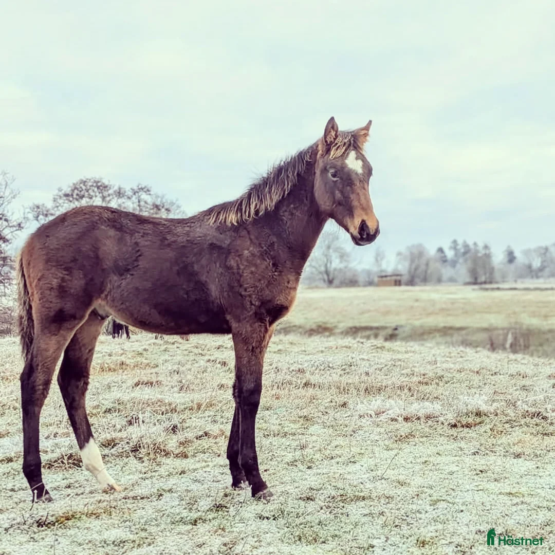 Dressyr hästar till salu: Mycket fin åring med topp dressyrstam!  i Hörby - Annons 10
