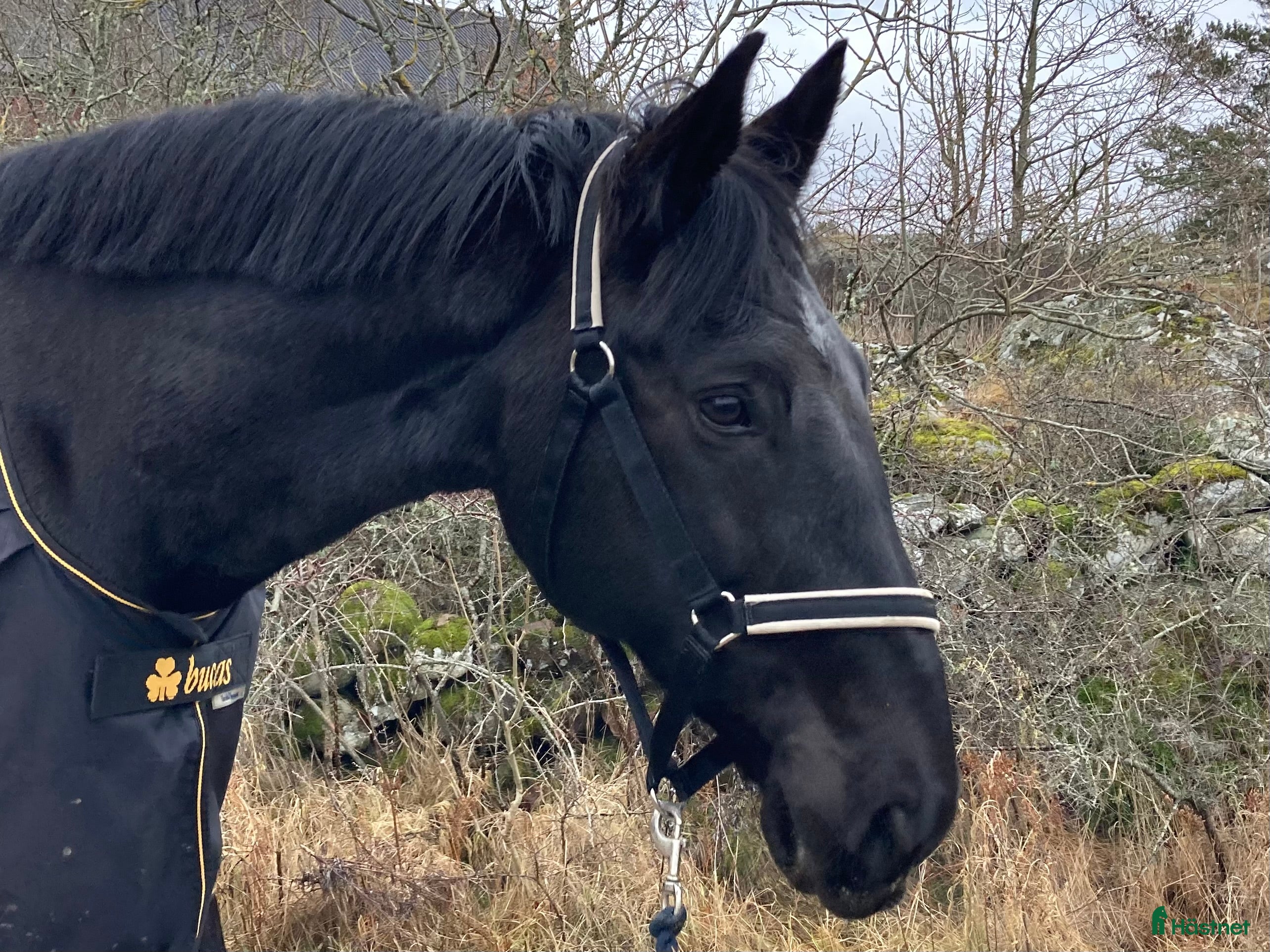  hästar Dressyrhäst med hög ridbarhet - Annons 15