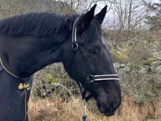 hästar Dressyrhäst med hög ridbarhet - Annons 15