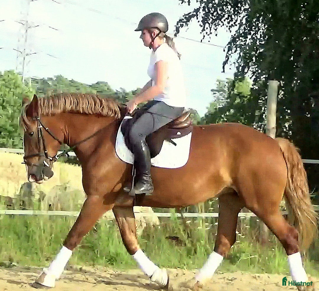 Allround hästar till salu: Fantastic bombproof Princess i Örsundsbro - Annons 15