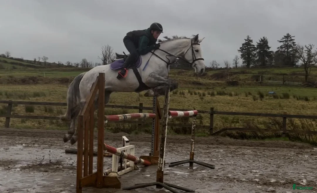 Allround hästar till salu: Irish sport horse  i Göteborg - Annons 2