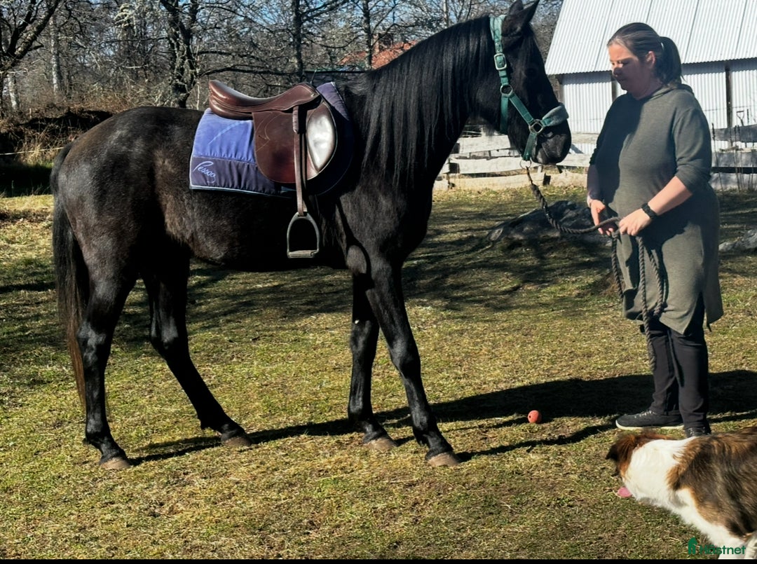 Allround hästar till salu: Underbar unghäst 🌟 i Berga - Annons 3