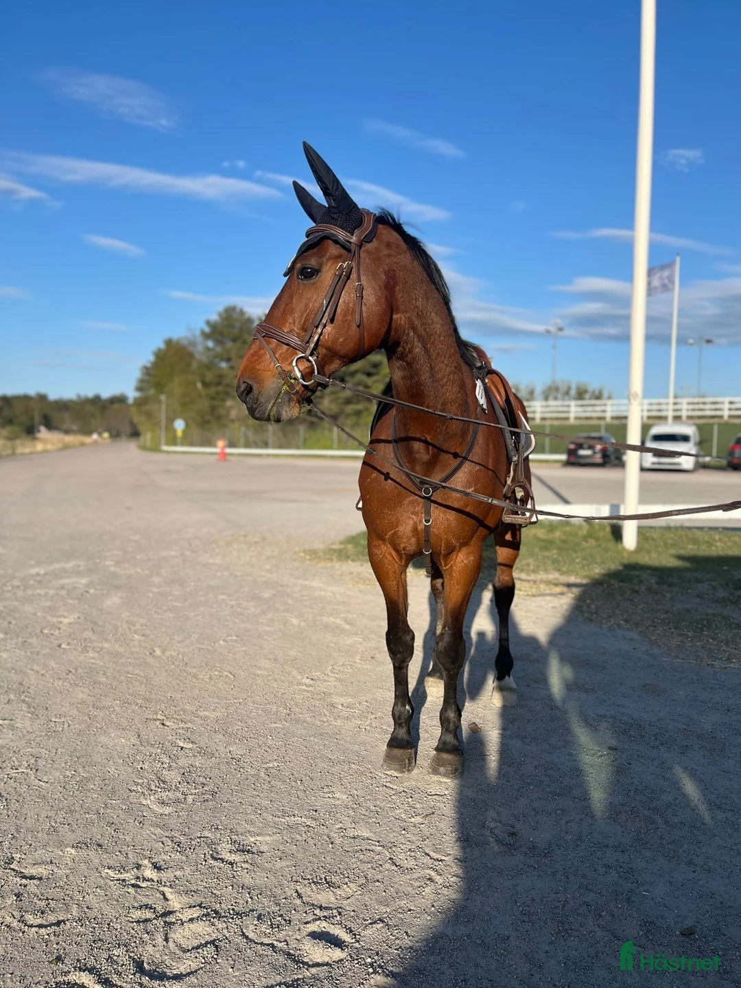 Allround hästar till salu: Allroundhäst i Örebro - Annons 2