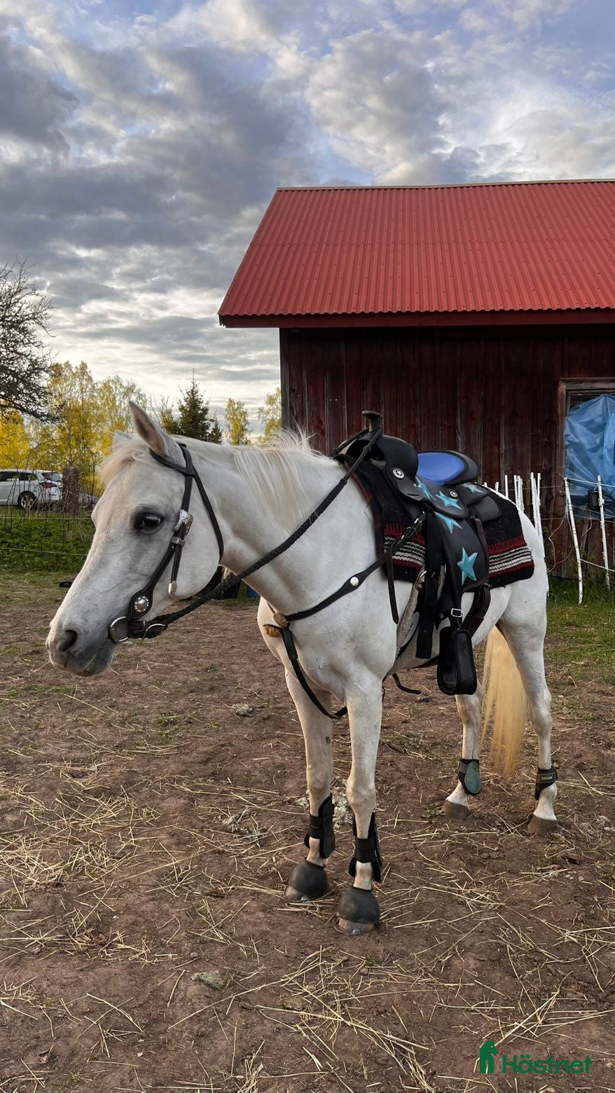 hästar En arab med rehab - Annons 2