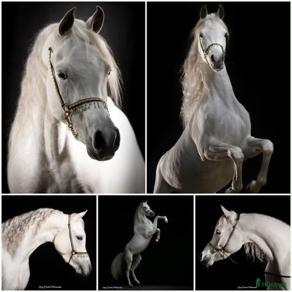  hästar 3 årig arabhingst - Annons 11