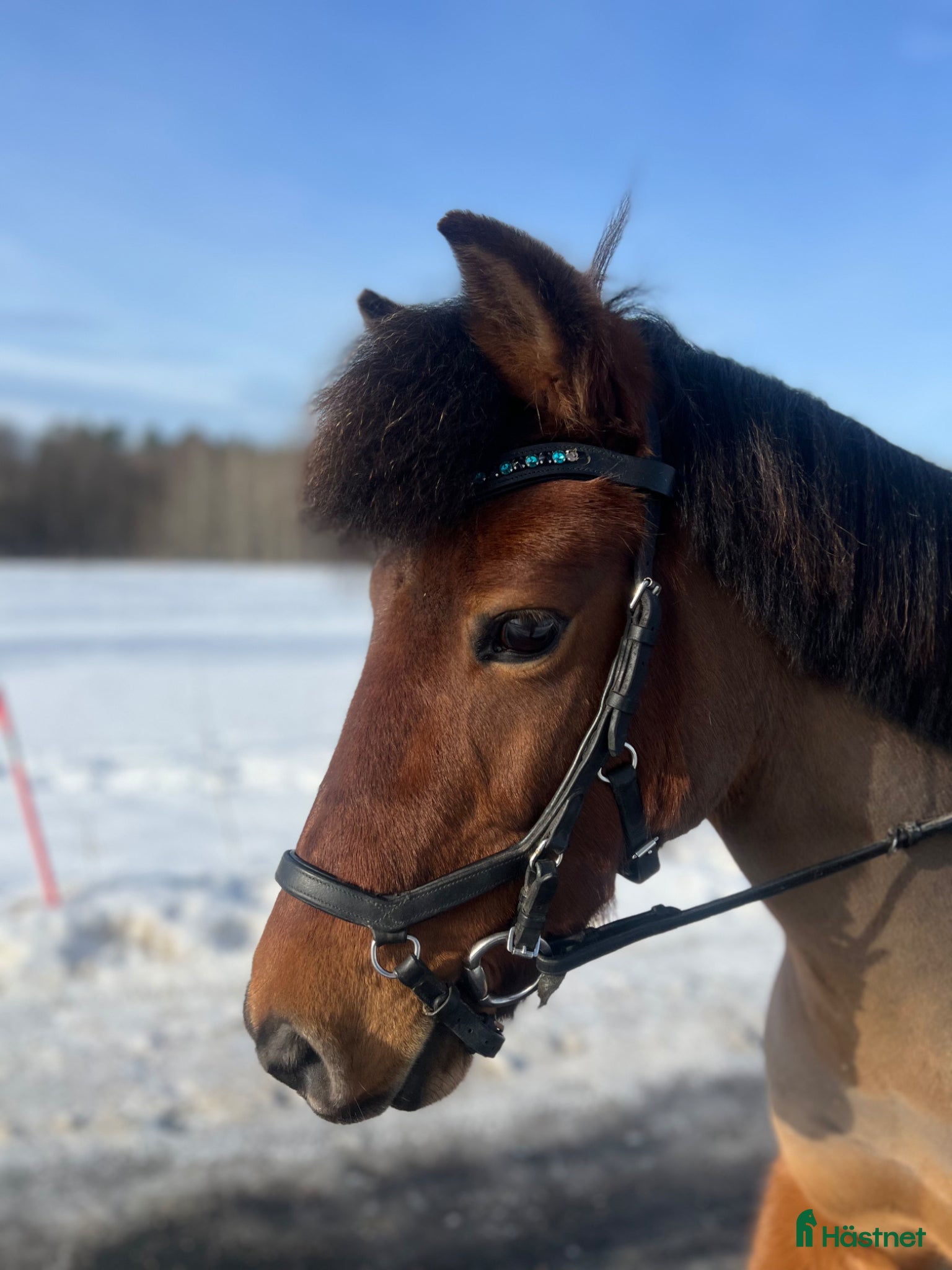 Dressyr hästar till salu: 🌟Sibborp’s Elwira🌟 - Annons 1