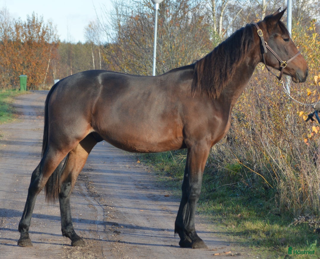 Trav hästar till salu: säljes efter Googoo Gaaga,  Redley Express i Tibro - Annons 5
