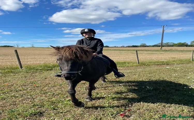 hästar Snäll och stabil valack i Vollsjö - Annons 11