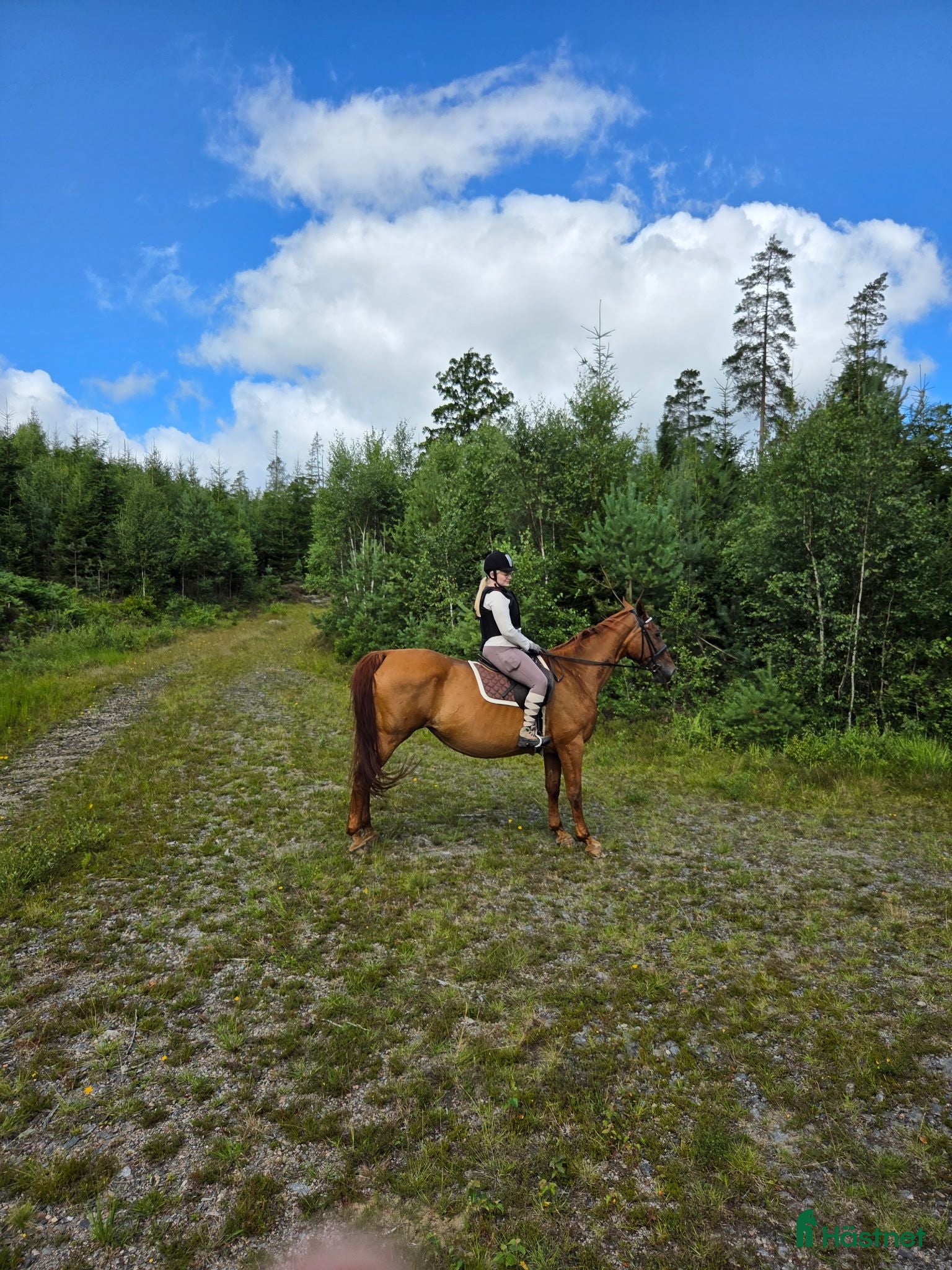  hästar Mycket trevligt halvblod - Annons 4