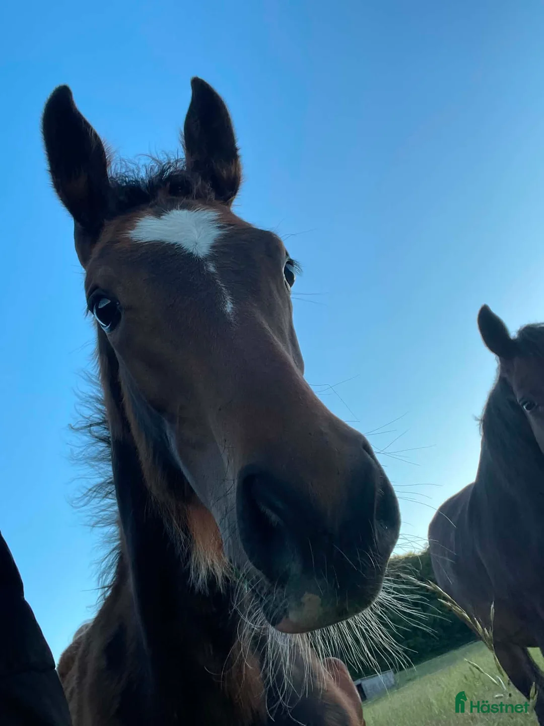 Hoppning hästar till salu: Stoföl med toppstam för hoppsporten! ✨️ - Annons 2