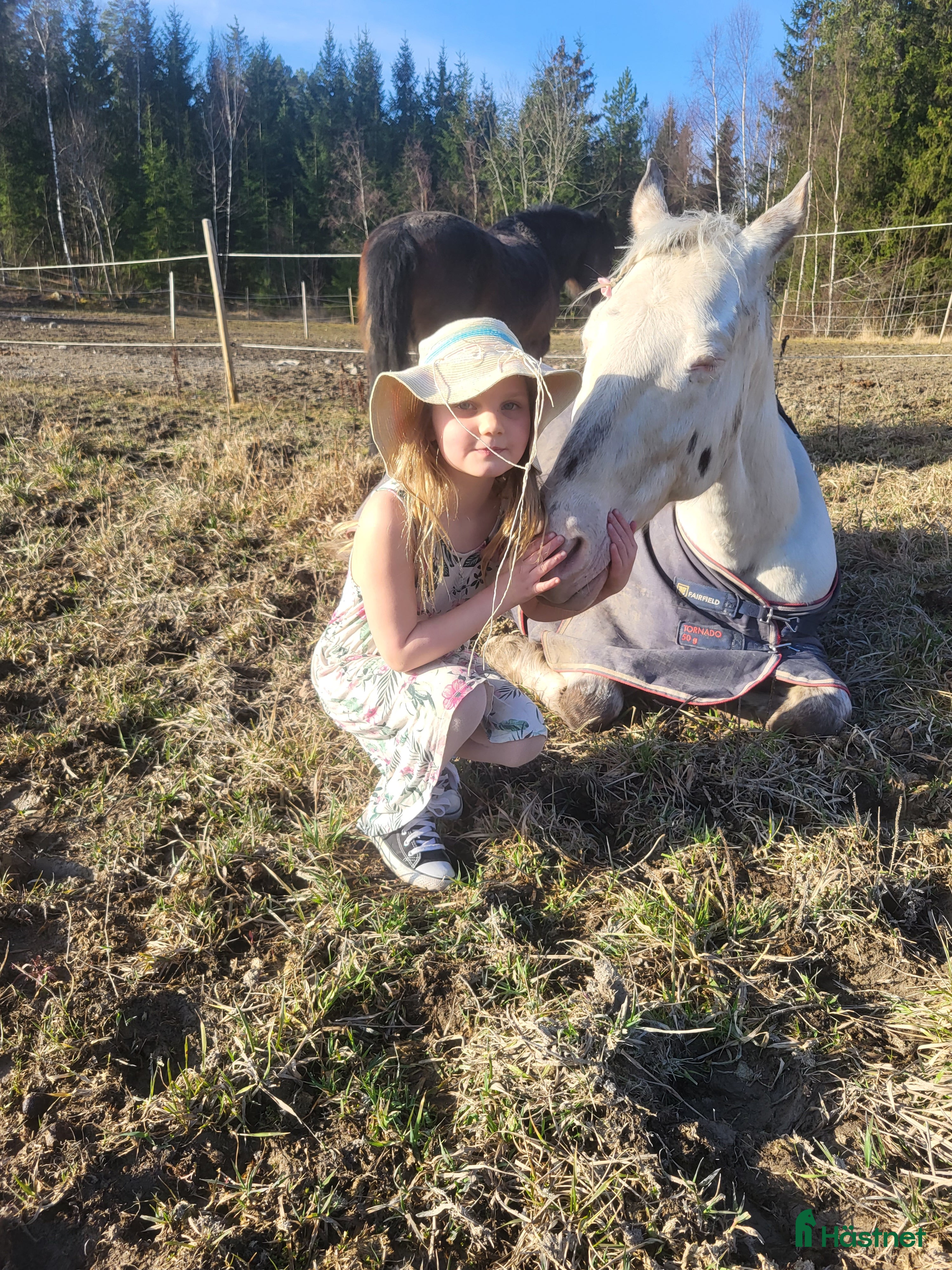  hästar Vår fina Milou letar ny bästa kompis i Nyköping - Annons 15