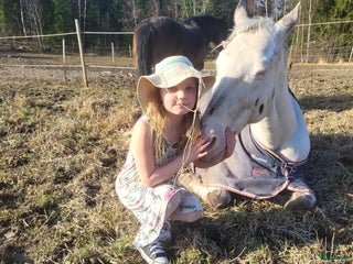 hästar Vår fina Milou letar ny bästa kompis i Nyköping - Annons 15