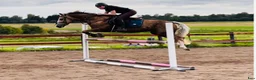 Allround hästar till salu: Maxad C-ponny - Annons 4