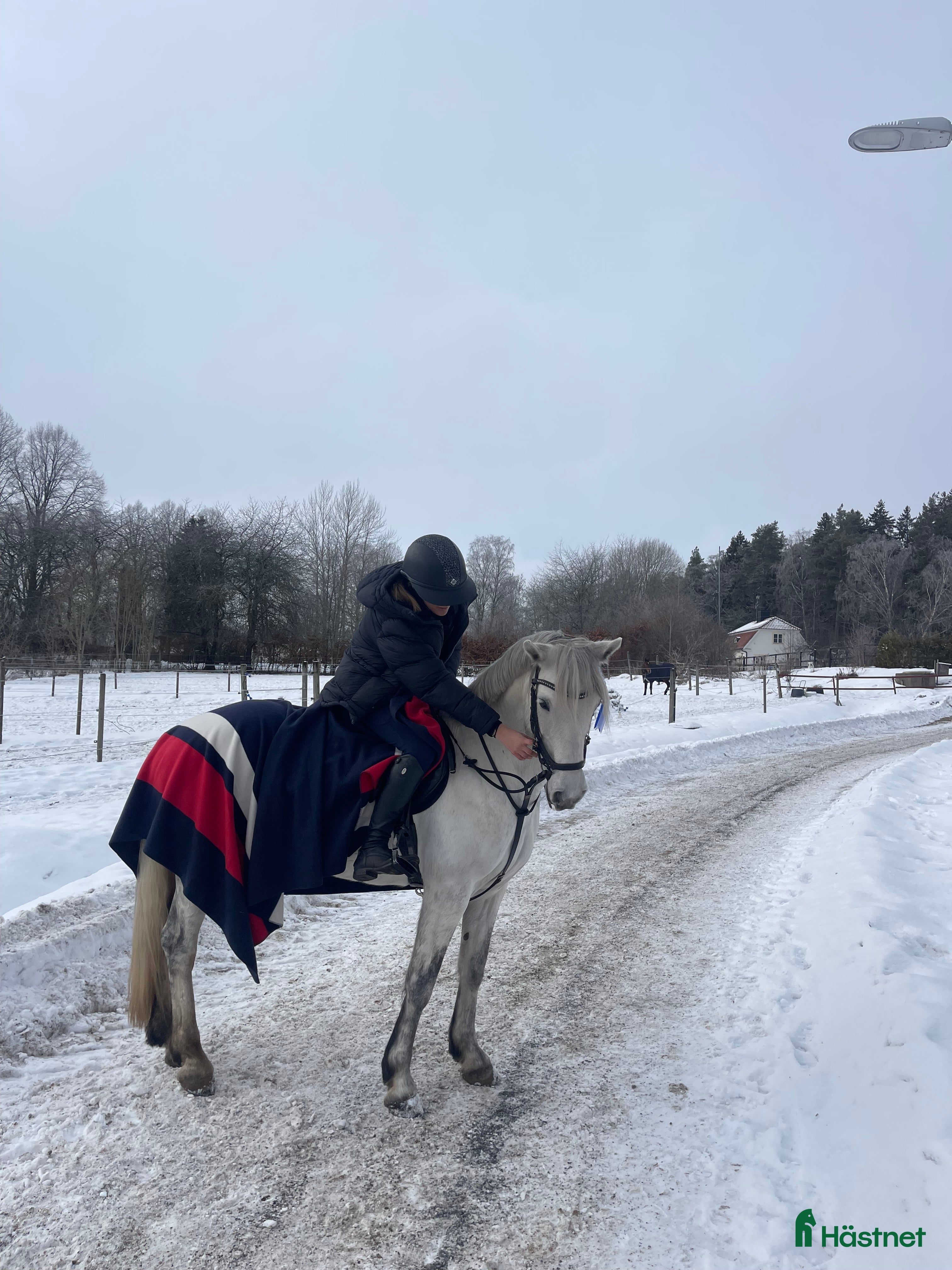  medryttarhäst sökes: Söker häst/ponny för satsning  i Skärholmen - Annons 1