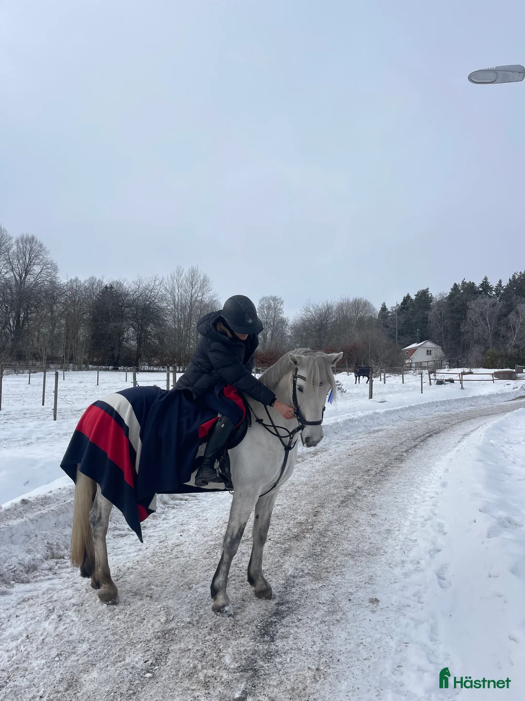  medryttarhäst sökes: Söker häst/ponny för satsning  i Skärholmen - Annons 1