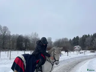 medryttarhäst sökes: Söker häst/ponny för satsning i Skärholmen - Annons 1