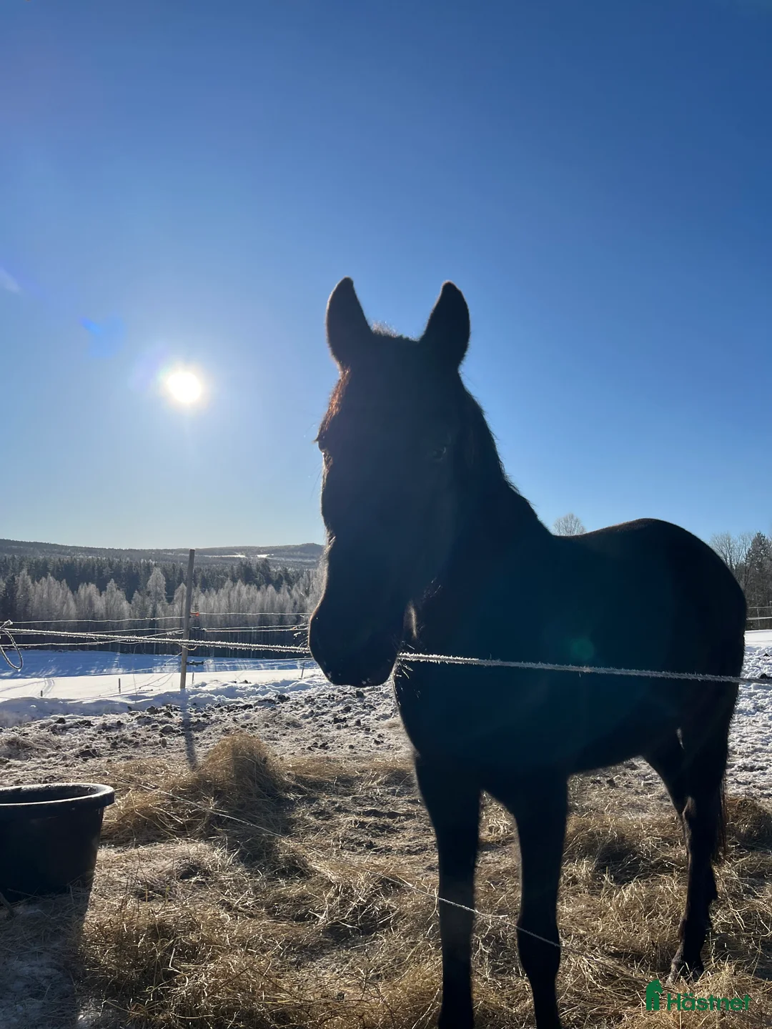 Allround hästar till salu: Supersnällt Sto🥰🐴 - Annons 1
