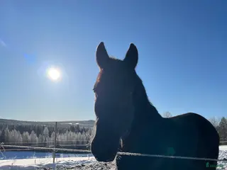hästar Supersnällt Sto🥰🐴 - Annons 1