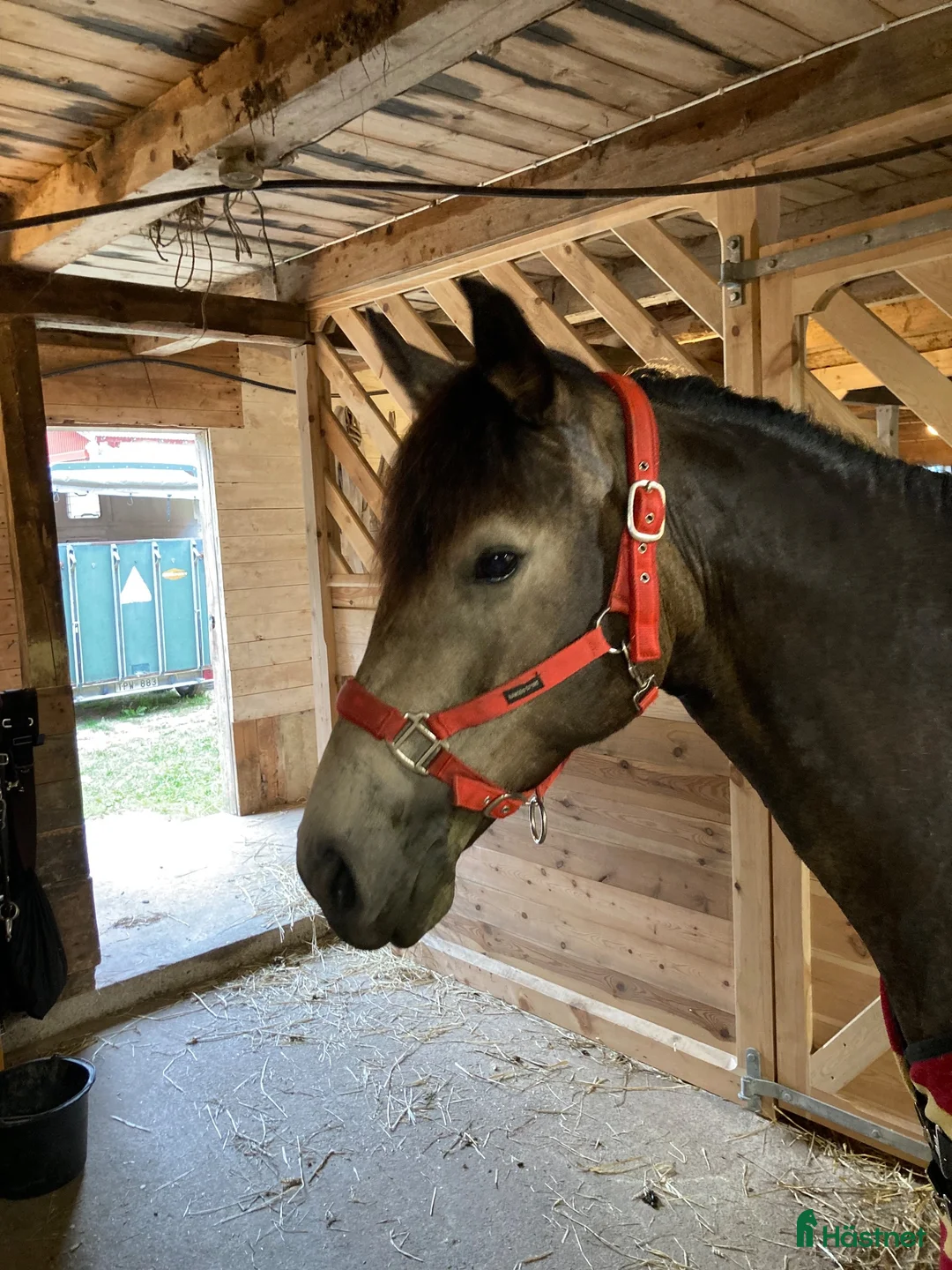 Hoppning hästar till salu: Vackert hoppsto d-ponny 148 cm född-17 i Hemse - Annons 1