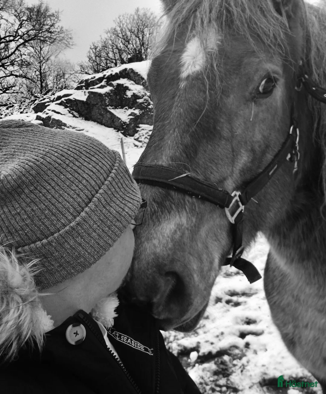 Allround hästar till salu: 9 årigt ardennersto i Uddevalla - Annons 1
