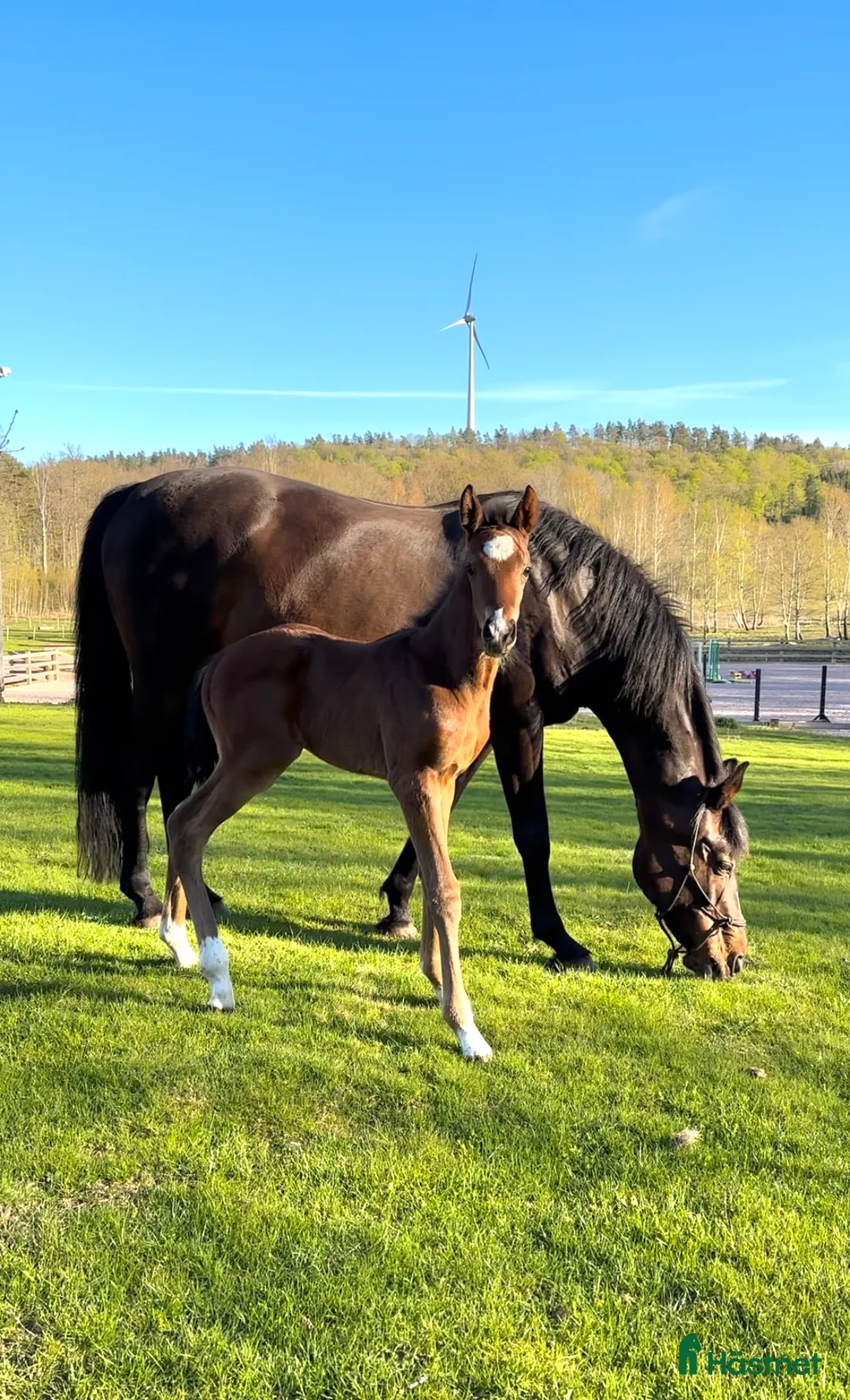 Allround hästar till salu: Avel/skogen/hoppning - Annons 2