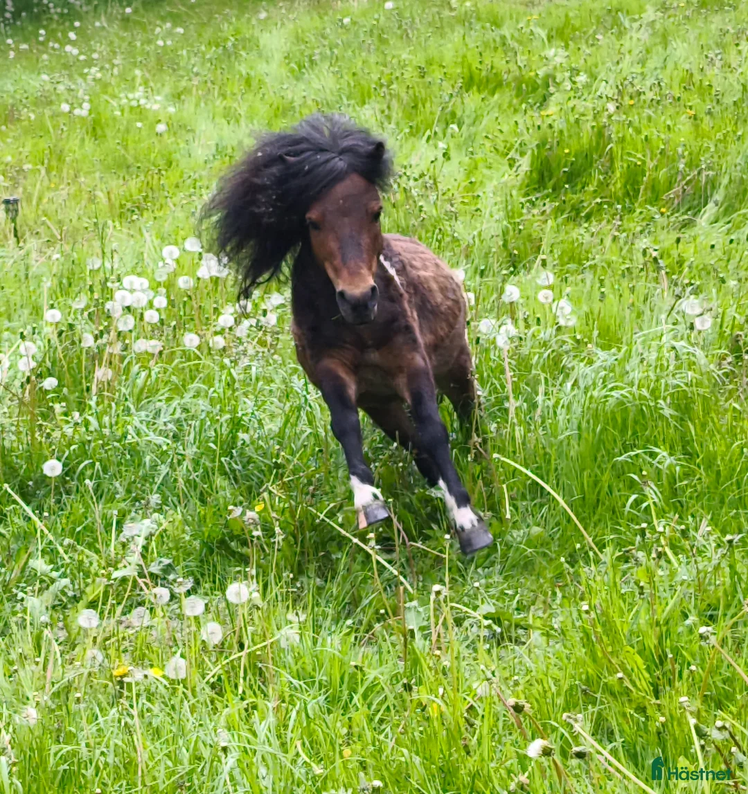 Övrigt hästar till salu: AMHA HINGST 5 år i Tjällmo - Annons 9