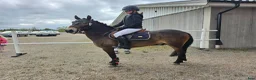 Allround hästar till salu: Dynamit Harry  - Annons 3