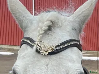 Träns hästutrustning Svart/Guldigt Divoyh pannband - Annons 4