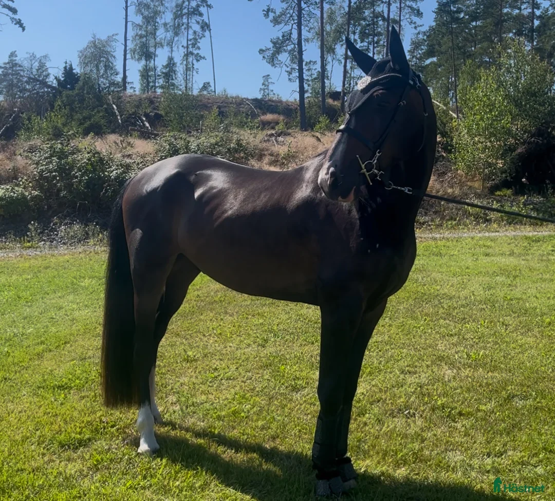 Allround hästar till salu: Lovande unghäst i Ålberga - Annons 3