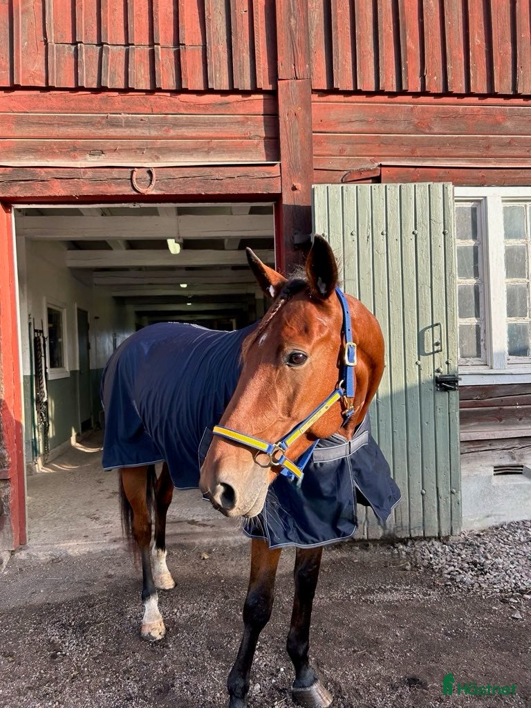  hästar Fodervärd sökes - Annons 20