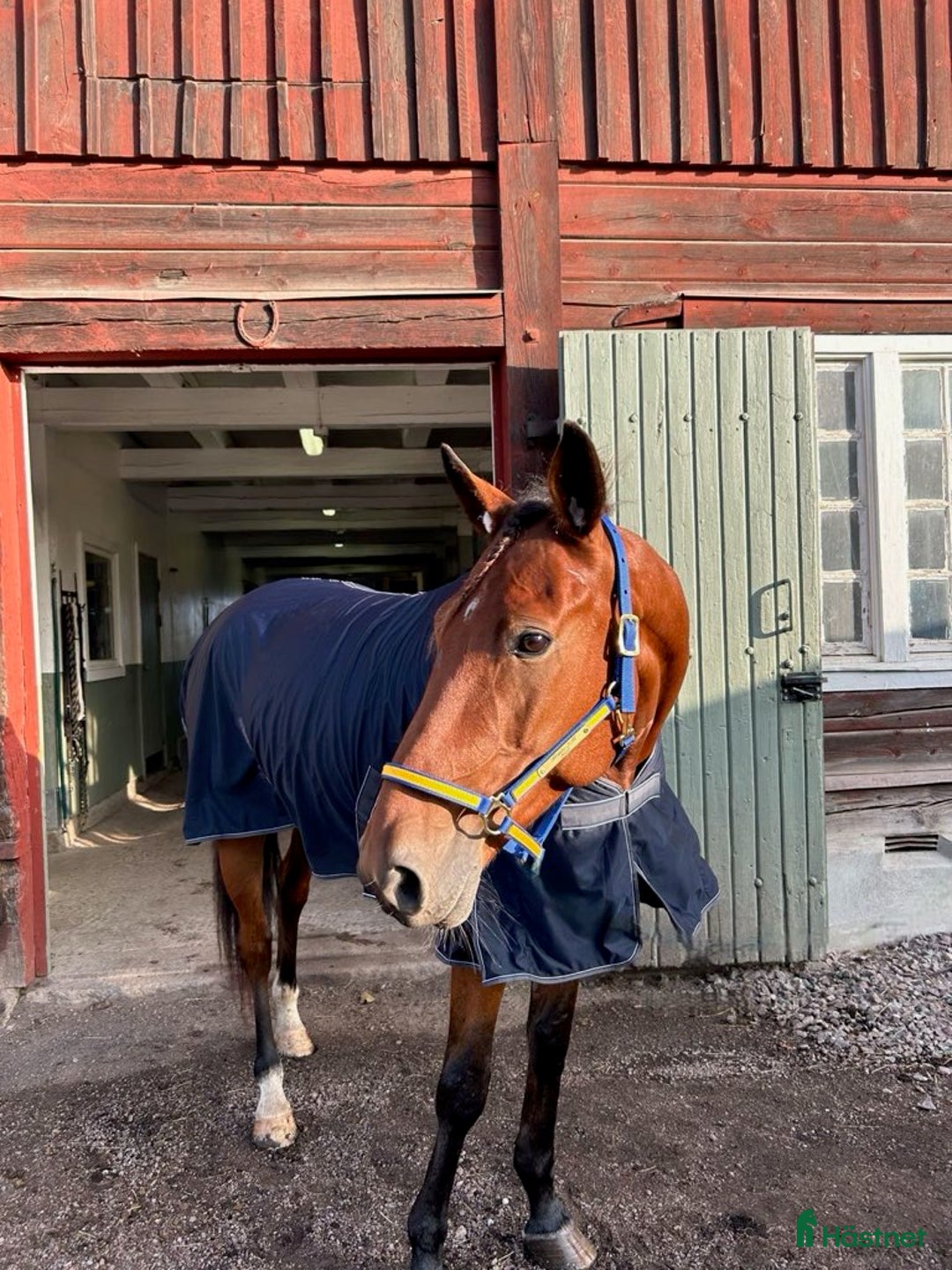 Allround hästar sökes: Fodervärd sökes i Mantorp - Annons 1