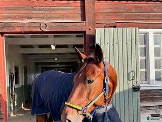 hästar Fodervärd sökes i Mantorp - Annons 23