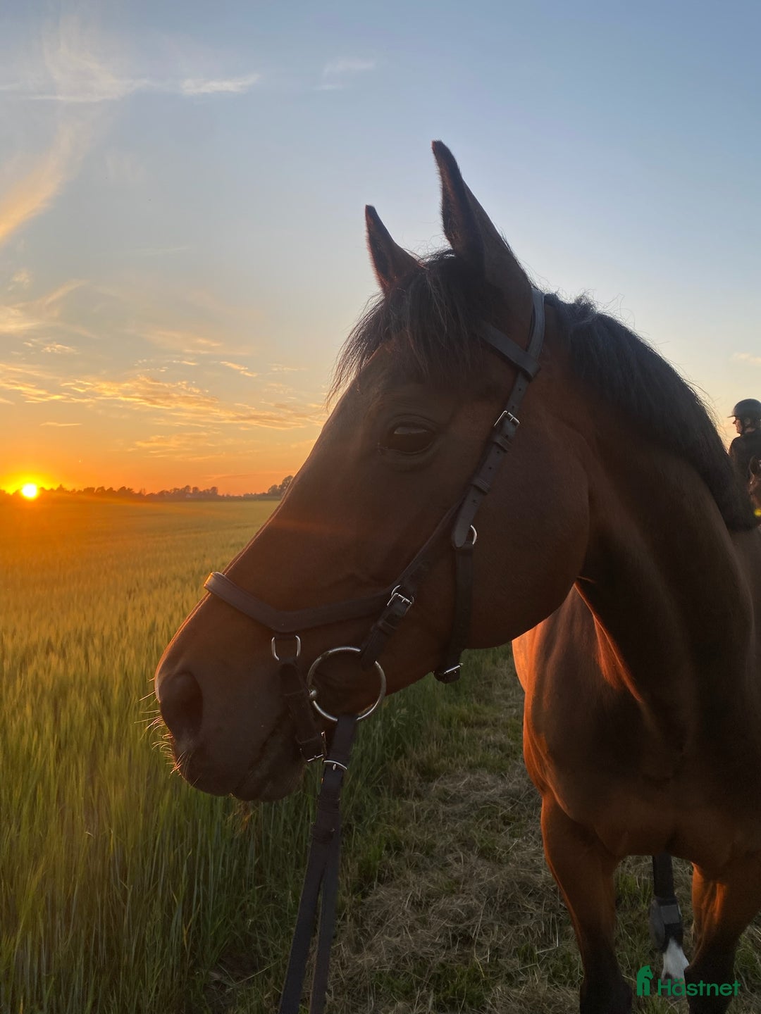 Allround hästar till salu: Positiv allroundhäst i Höllviken - Annons 2