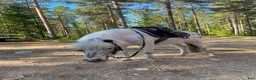 Övrigt hästar till salu: Intressekoll - shettiskorsning  - Annons 5