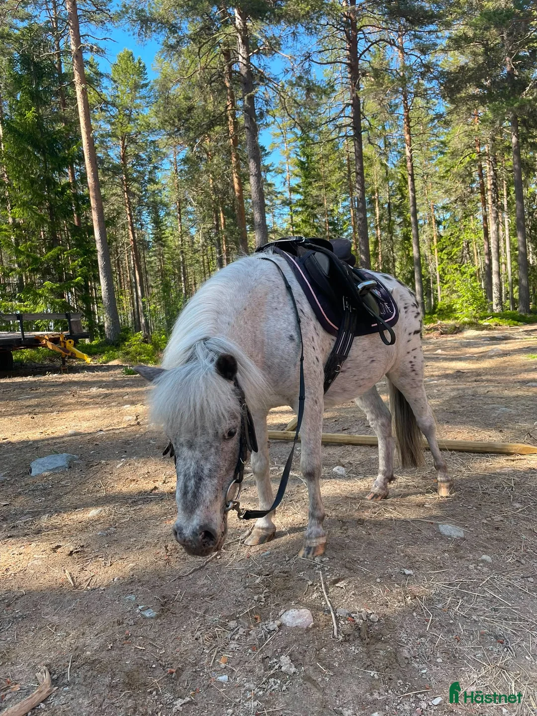 Övrigt hästar till salu: Intressekoll - shettiskorsning  - Annons 5