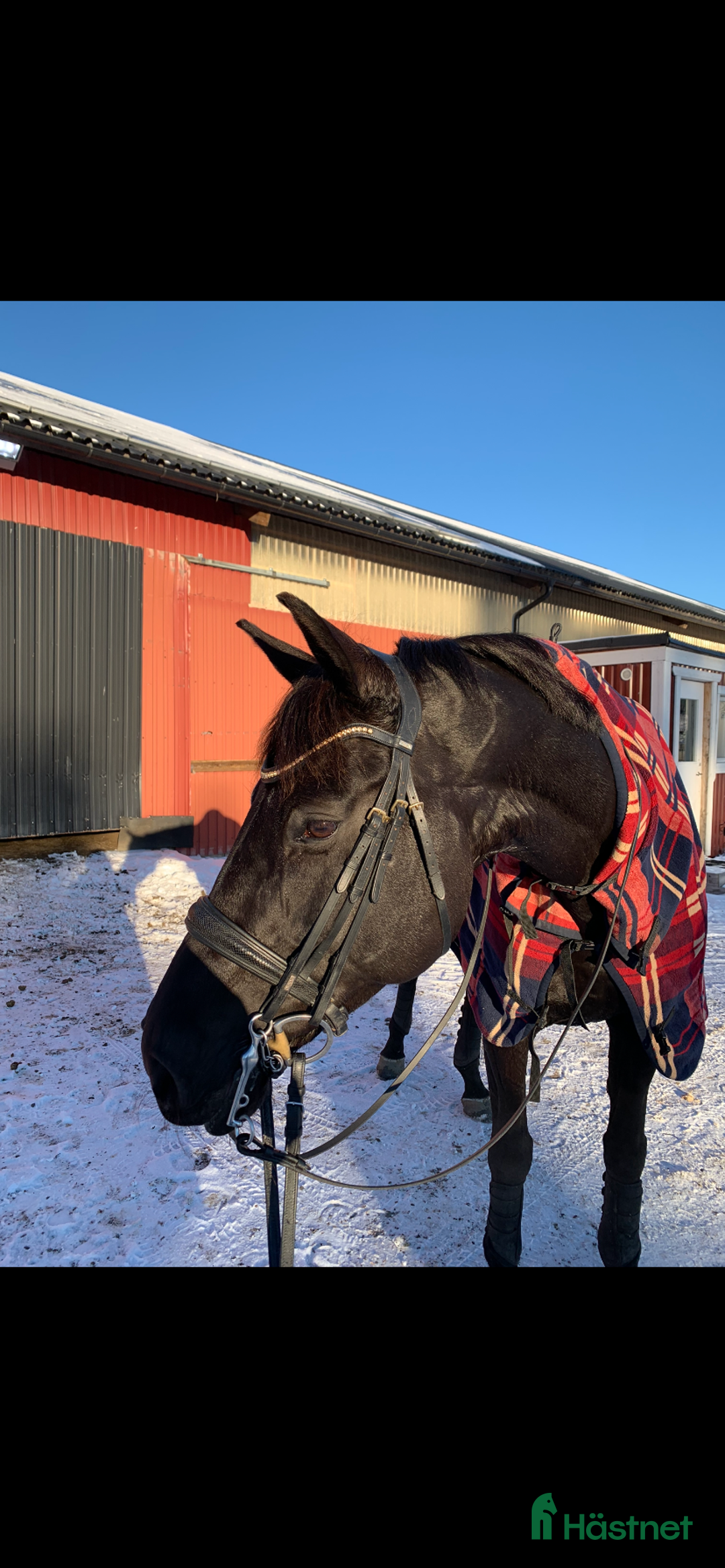 Träns hästutrustning till salu: Helt nytt Mrs Ros kandar i Tyresö - Annons 4