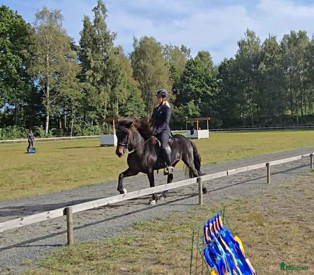 Island hästar till salu: Fint sto  i Sölvesborg - Annons 5