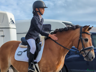 hästar En ponny UTAN rävar bakom öronen i Torshälla - Annons 12