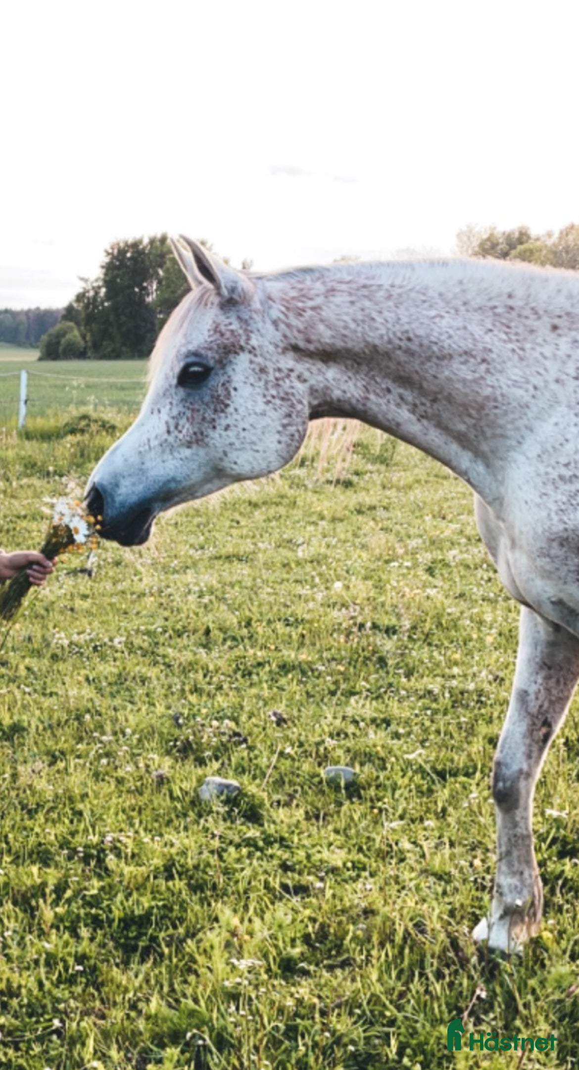  hästar Arabvalack med hjärta och närvaro 🤍 - Annons 8