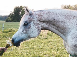 hästar Arabvalack med hjärta och närvaro 🤍 - Annons 8