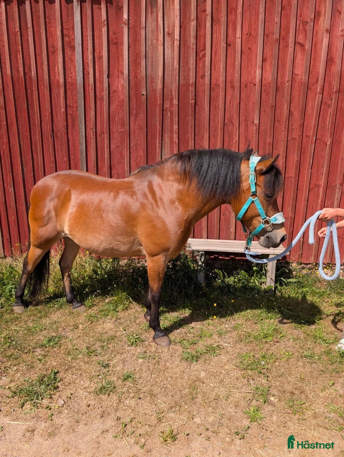  hästar till salu: Bra första ponny - Annons 1