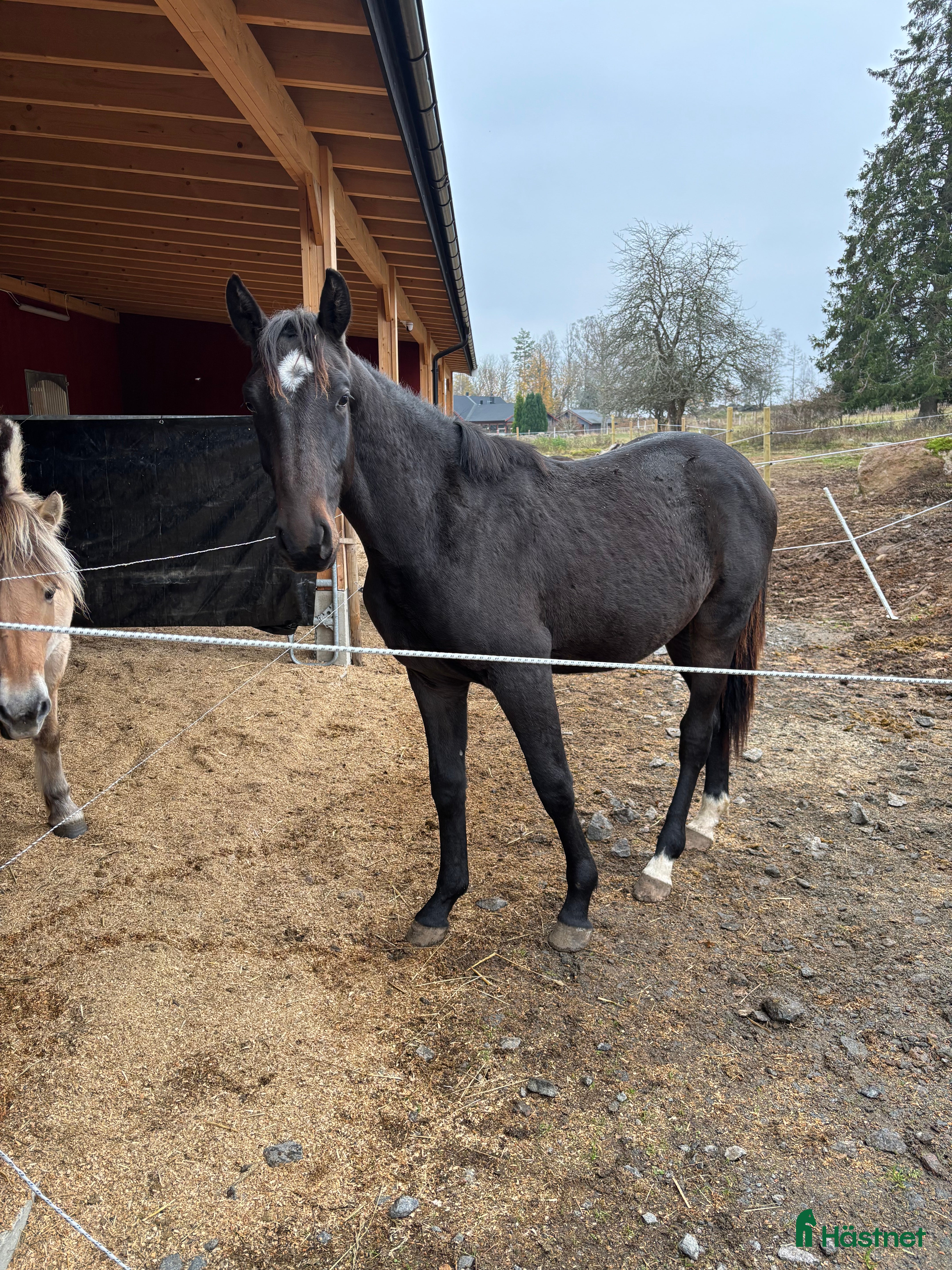  hästar Social kille för framtiden i Vimmerby - Annons 14