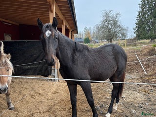 hästar Social kille för framtiden i Vimmerby - Annons 18