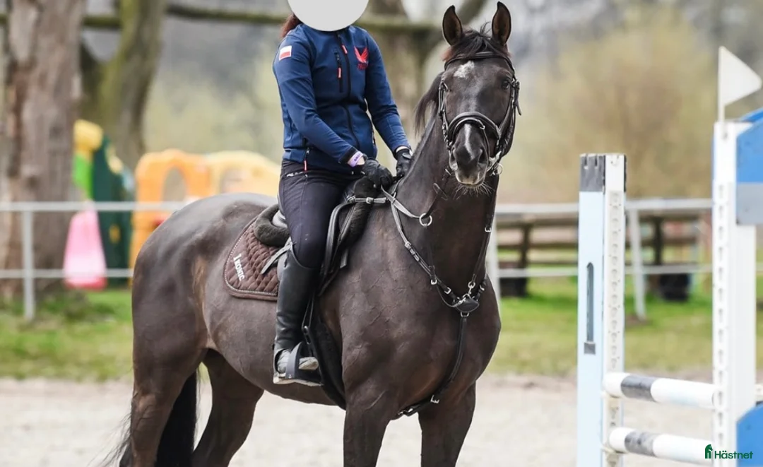 Hoppning hästar till salu: Talangfull hopphäst med stor potential  i Stockholm - Annons 2