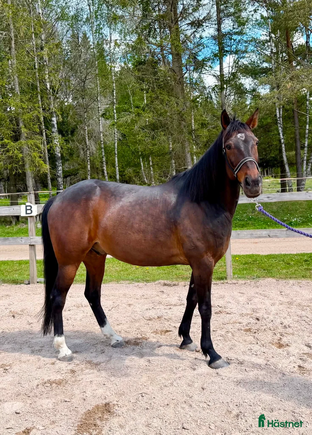 Allround hästar till salu: Ridhäst säljes - Annons 2