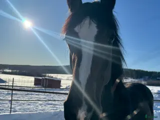 hästar Lovande unghäst - Annons 6