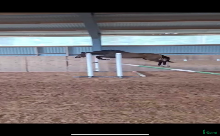  hästar Superfint sto med kapacitet i Nybro - Annons 7